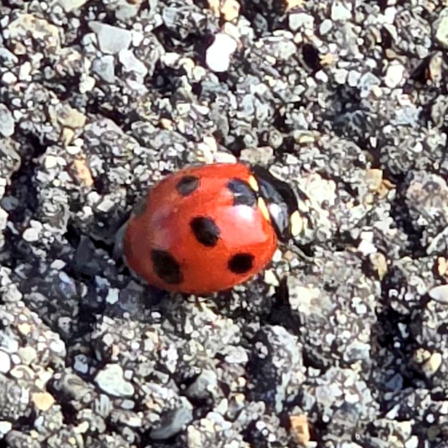 Lovespi0813's tweet photo. 久しぶりのポスト💦
今朝、てんとう虫に遭遇🐞なんかいい事ありそう😍💕
皆さんにも幸運のお裾分け🎁
 #てんとう虫  #幸運  #ネオスピ https://t.co/PnoAUQcVQW