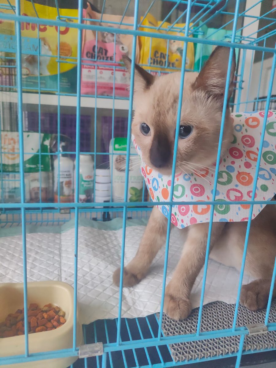 ceddart's tweet photo. @tanyarlfes guic..... yaallah ga ekskpek rame 😭

beneran ko itu di gigit kucing, yang di pergelangan tangan digigit sampe kena pembuluh darah juga btw... baru seminggu ini juga abis steril ko si adek... 😭 
kronologi kenapa bisa sampe aku dicakar itu karena diluar ada kucing jantan lain https://t.co/I7zQ9cRkEb