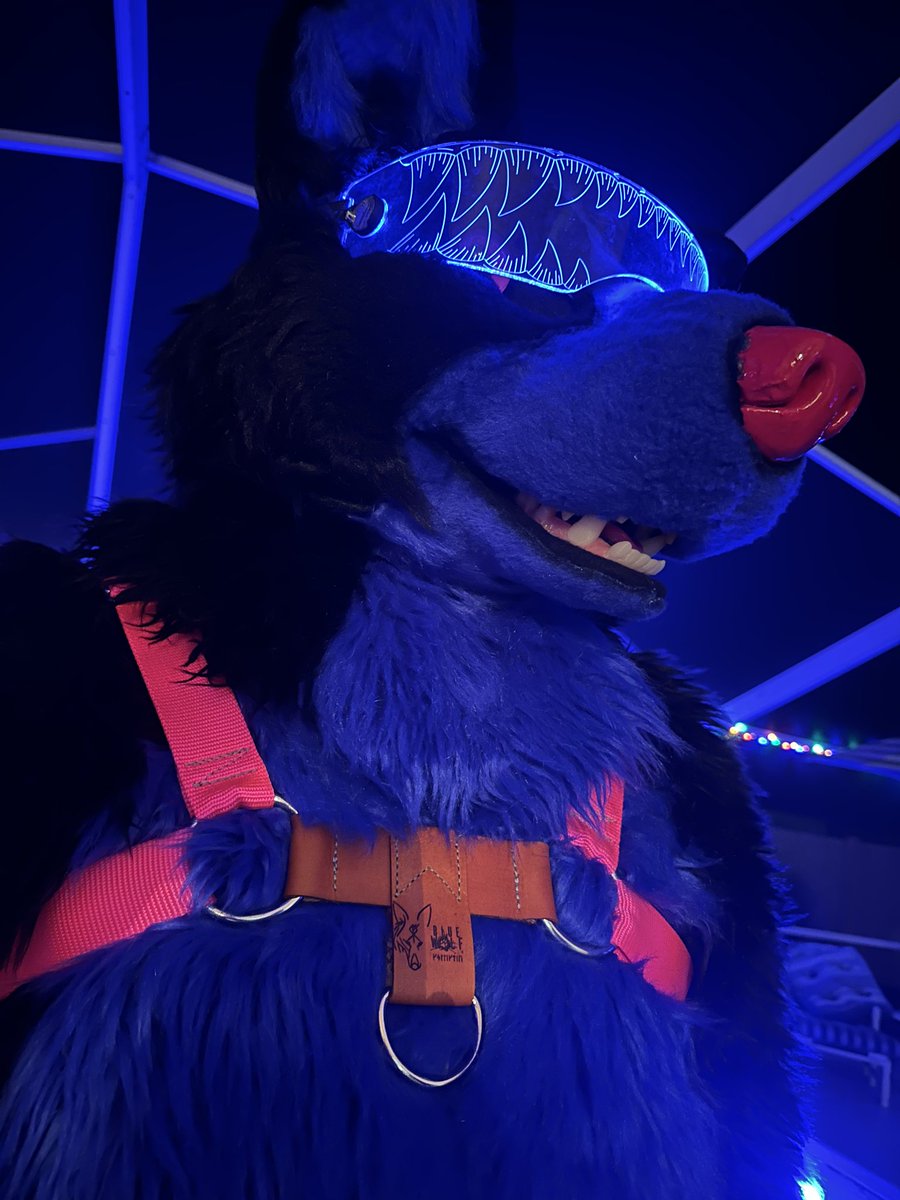 Finally got a harness. Thank you <a href="/BlueWolfHQ/">Blue Wolf Collective 🔞</a>