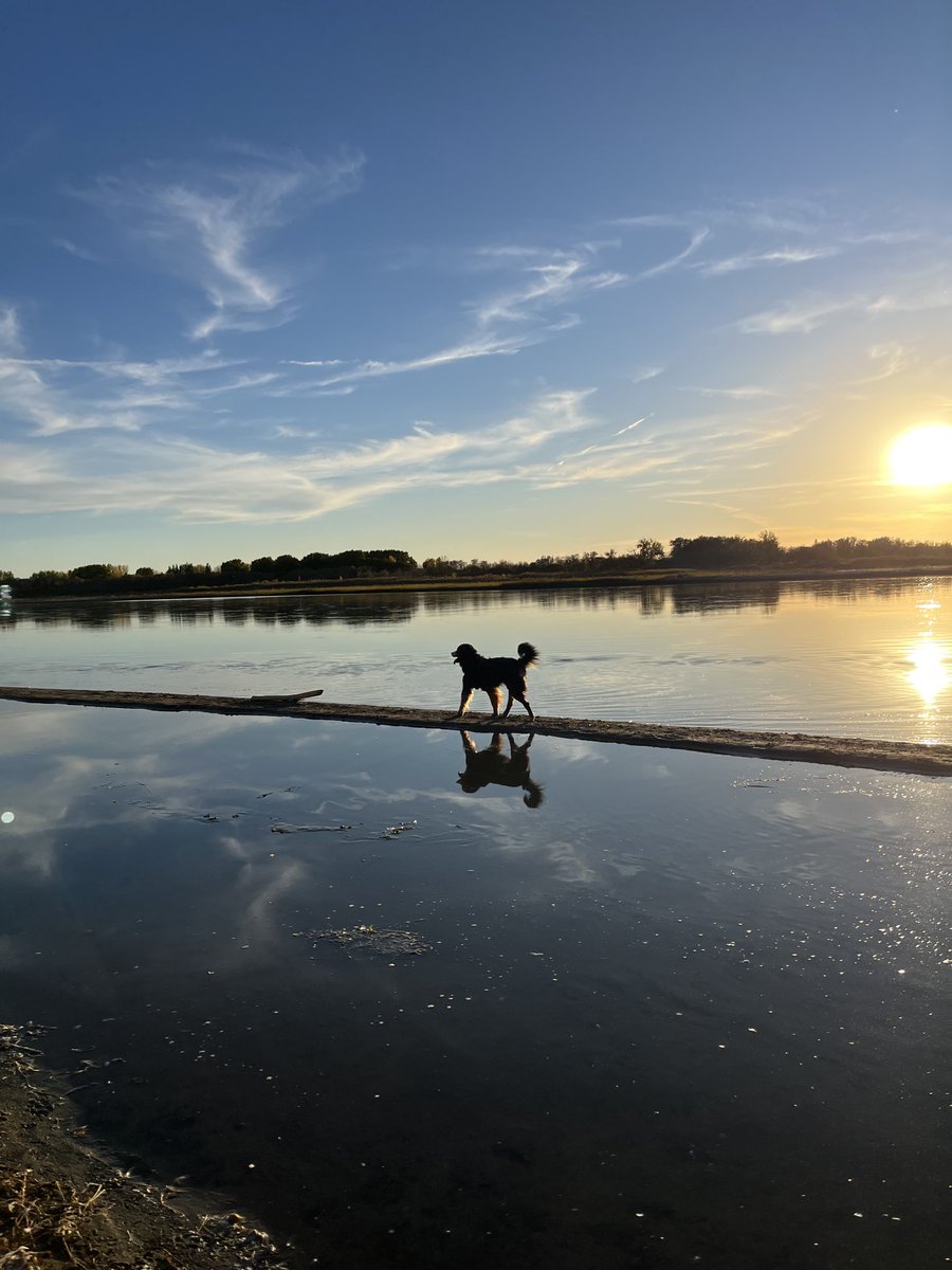 LittleDenene's tweet image. She enjoyed her little path! 

#dogsofx #Saskatchewan