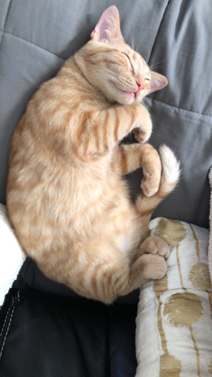 oh yeah we added a new cat to the collection a few months ago, meet sammy