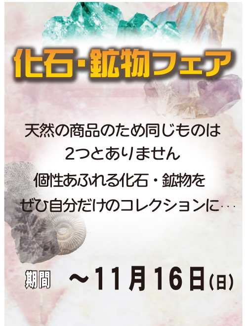 上中居店・幸手店にて化石・鉱物フェアを開催中！ 期間は2025年11月16