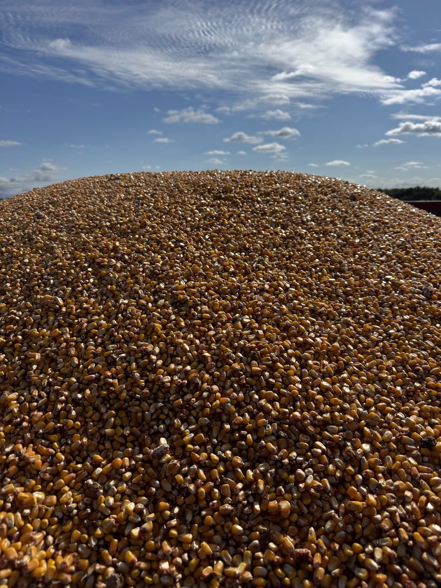 Finally found some corn under 18%. Real good plant health

Clean grain tank samples from the ole 1680 - and you could starve a field mouse behind it