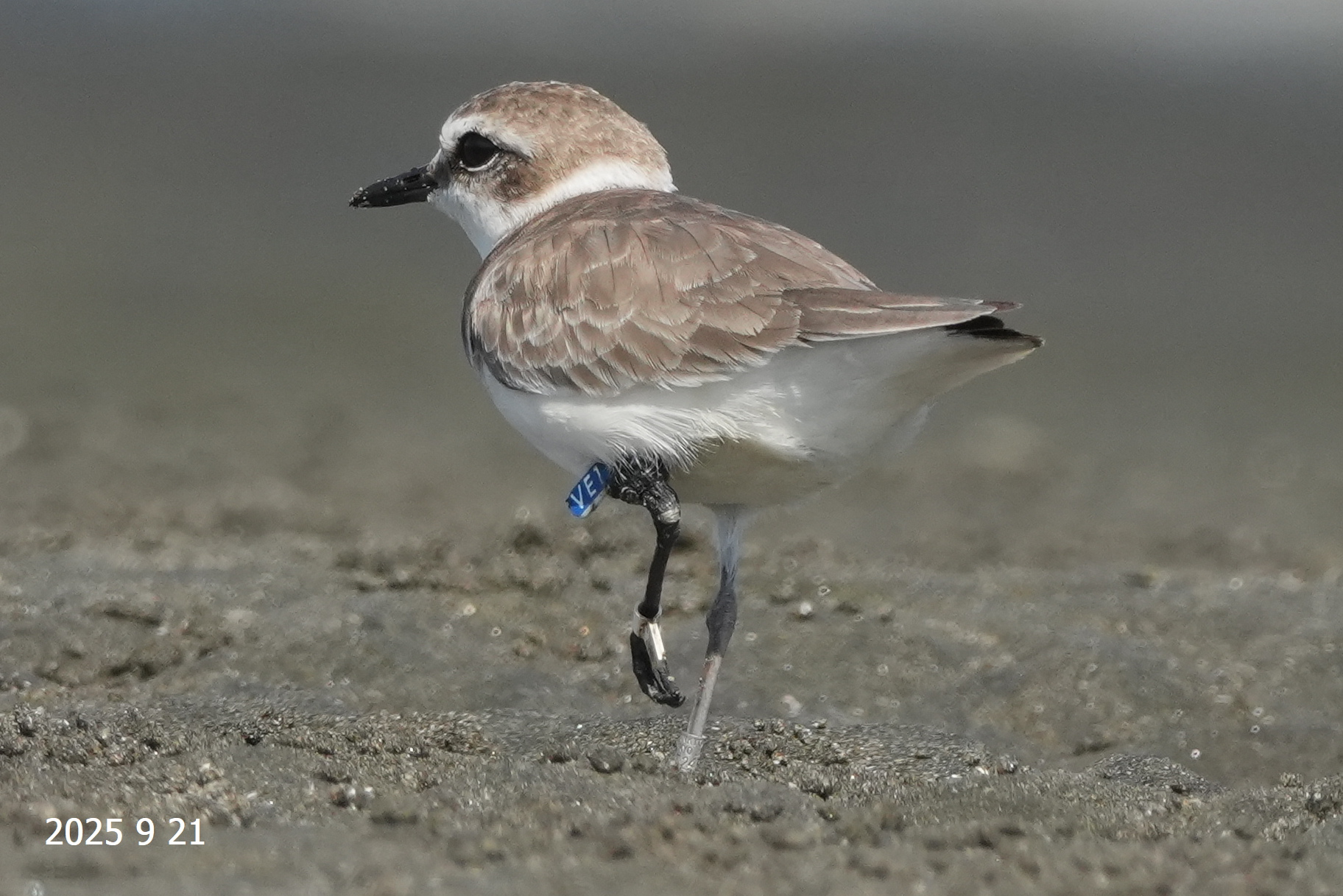 白い鳥 鳥と蛙 on X: 