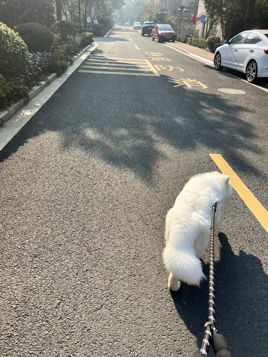 Codiecewser's tweet image. 陽光の下で影は長く伸び、私たちの物語も道の上でゆっくりと続いていく。📜