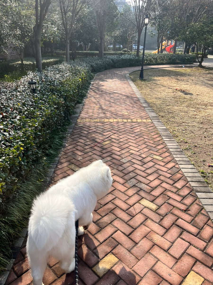 Codiecewser's tweet image. 陽光の下で影は長く伸び、私たちの物語も道の上でゆっくりと続いていく。📜