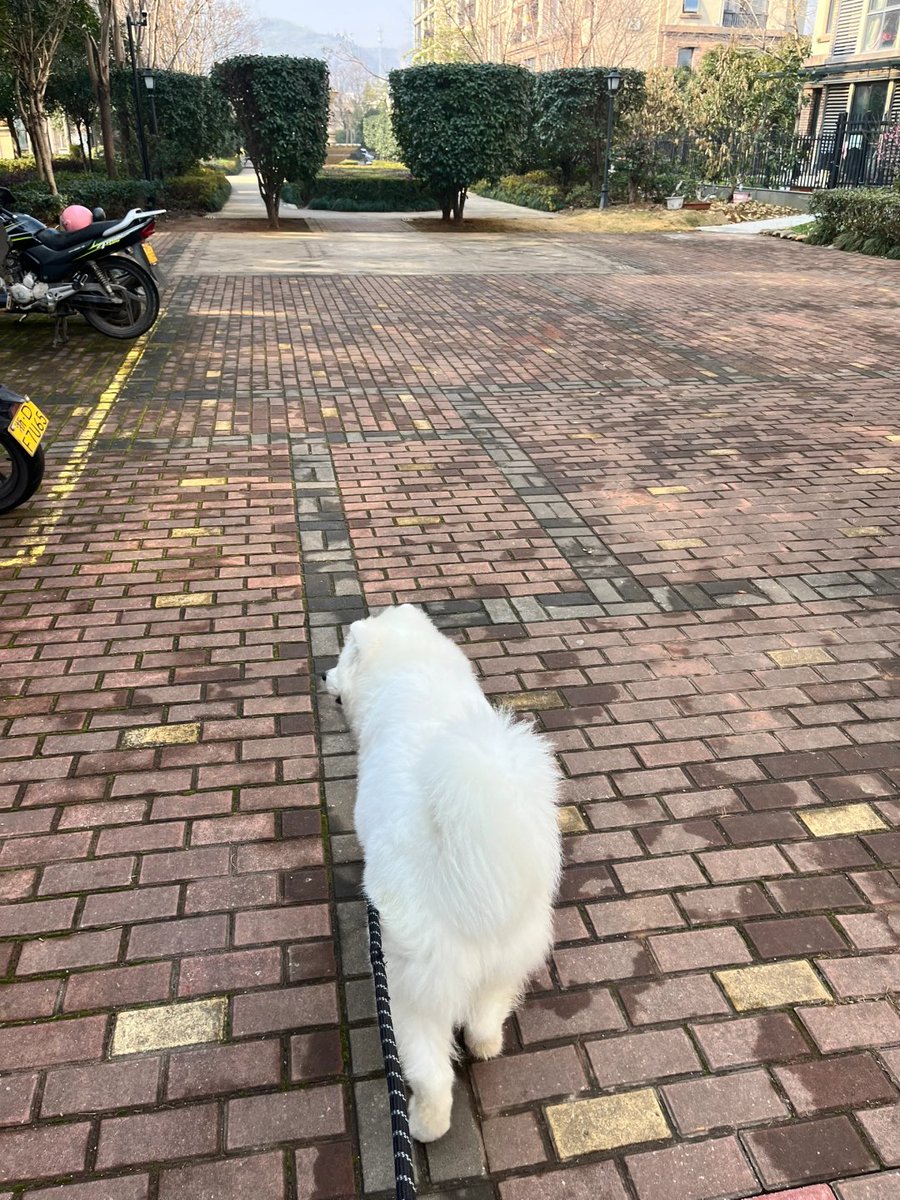 Codiecewser's tweet image. 陽光の下で影は長く伸び、私たちの物語も道の上でゆっくりと続いていく。📜