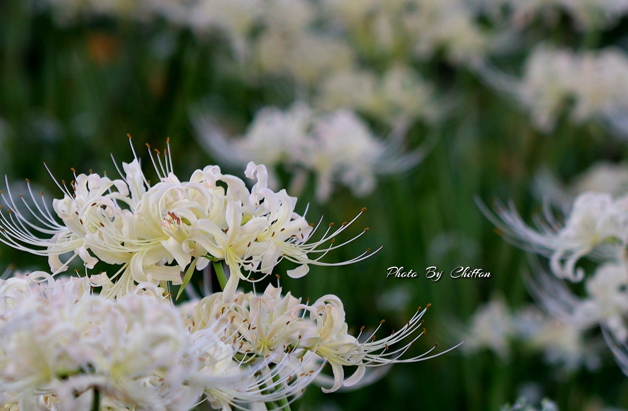 古唐津　蹲花生 華鳥風月 かちょうふうげつ 富嶽三十六景 神奈川沖浪裏 柄 刺繍