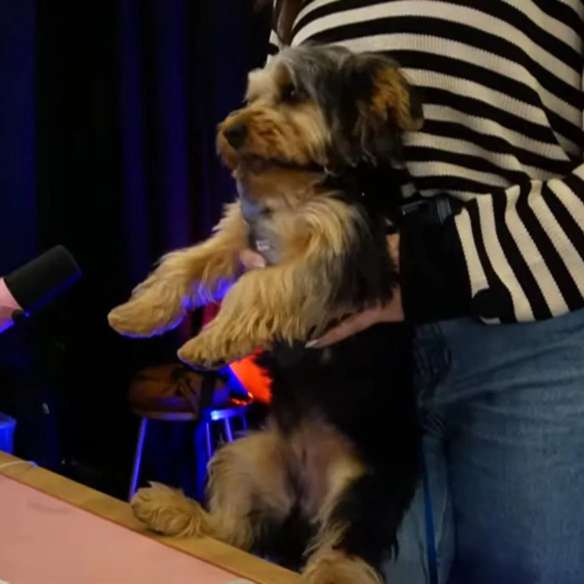 You asked, and we listened. Fans of the show have wanted to see more of the dogs, so from now all pets of the show will be ball and chained while on screen. They will then be shackled to the wall if they try to move, and at final resort will be executed and replaced 🐶