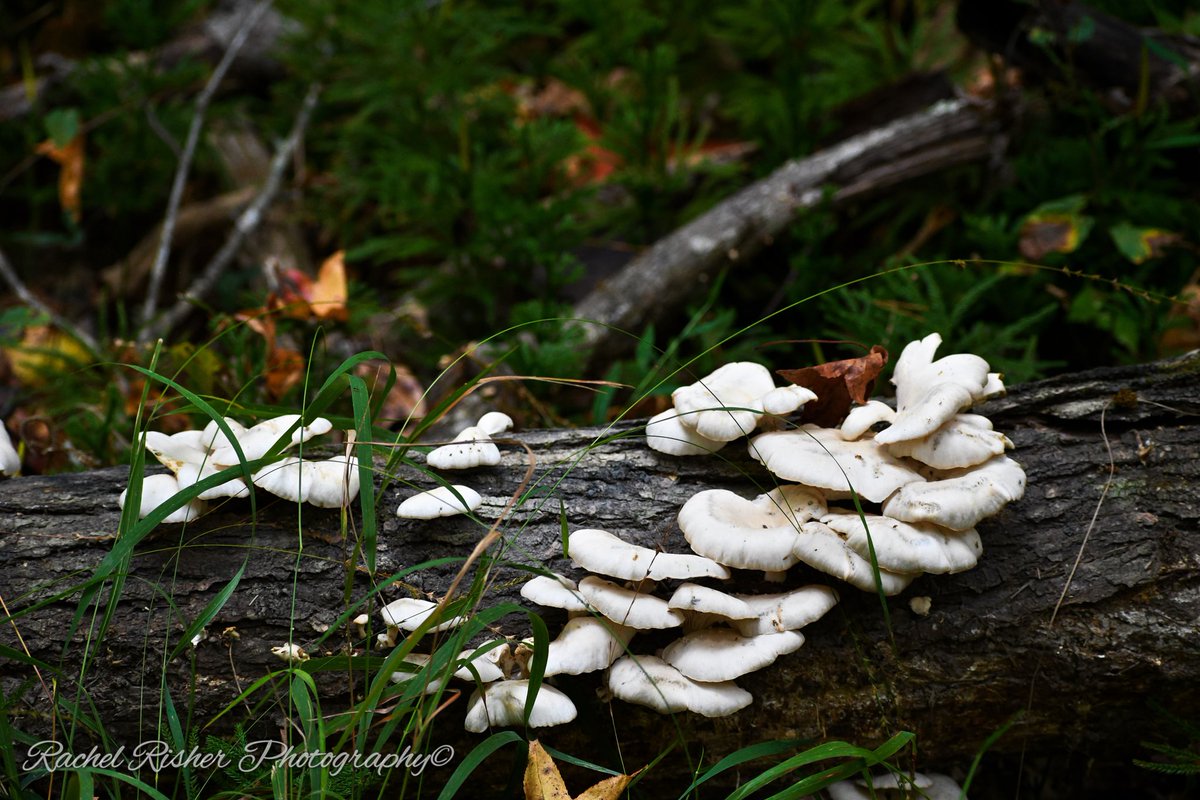 Rachrish's tweet image. 