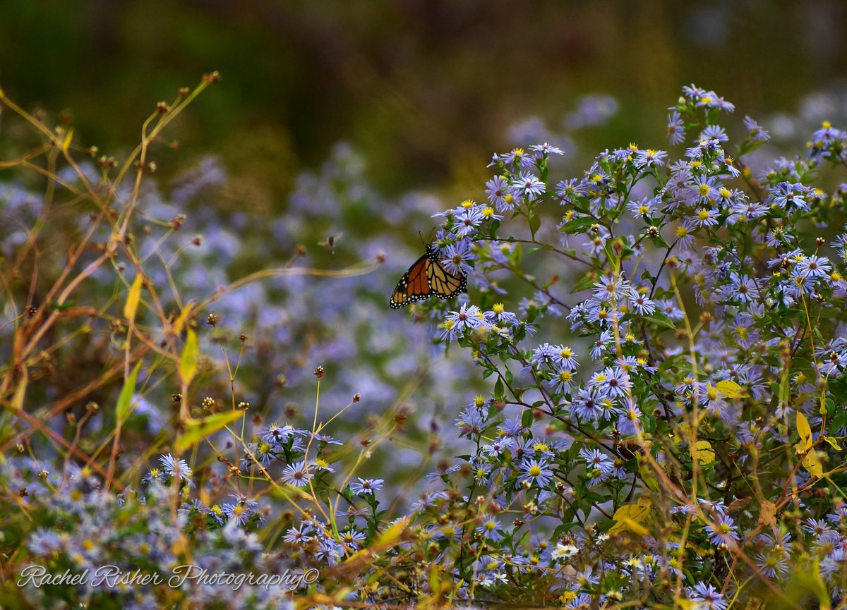 Rachrish's tweet image. 