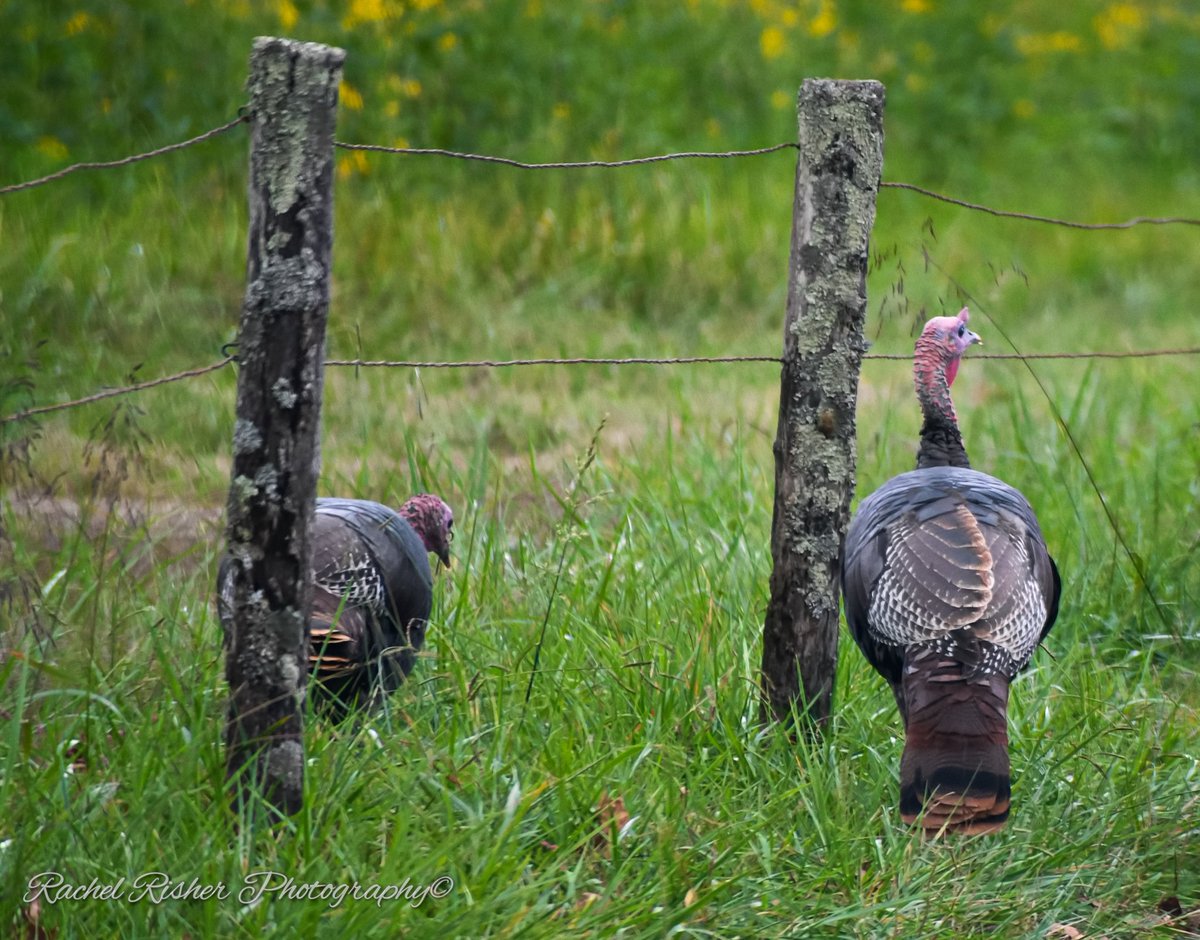 Rachrish's tweet image. 