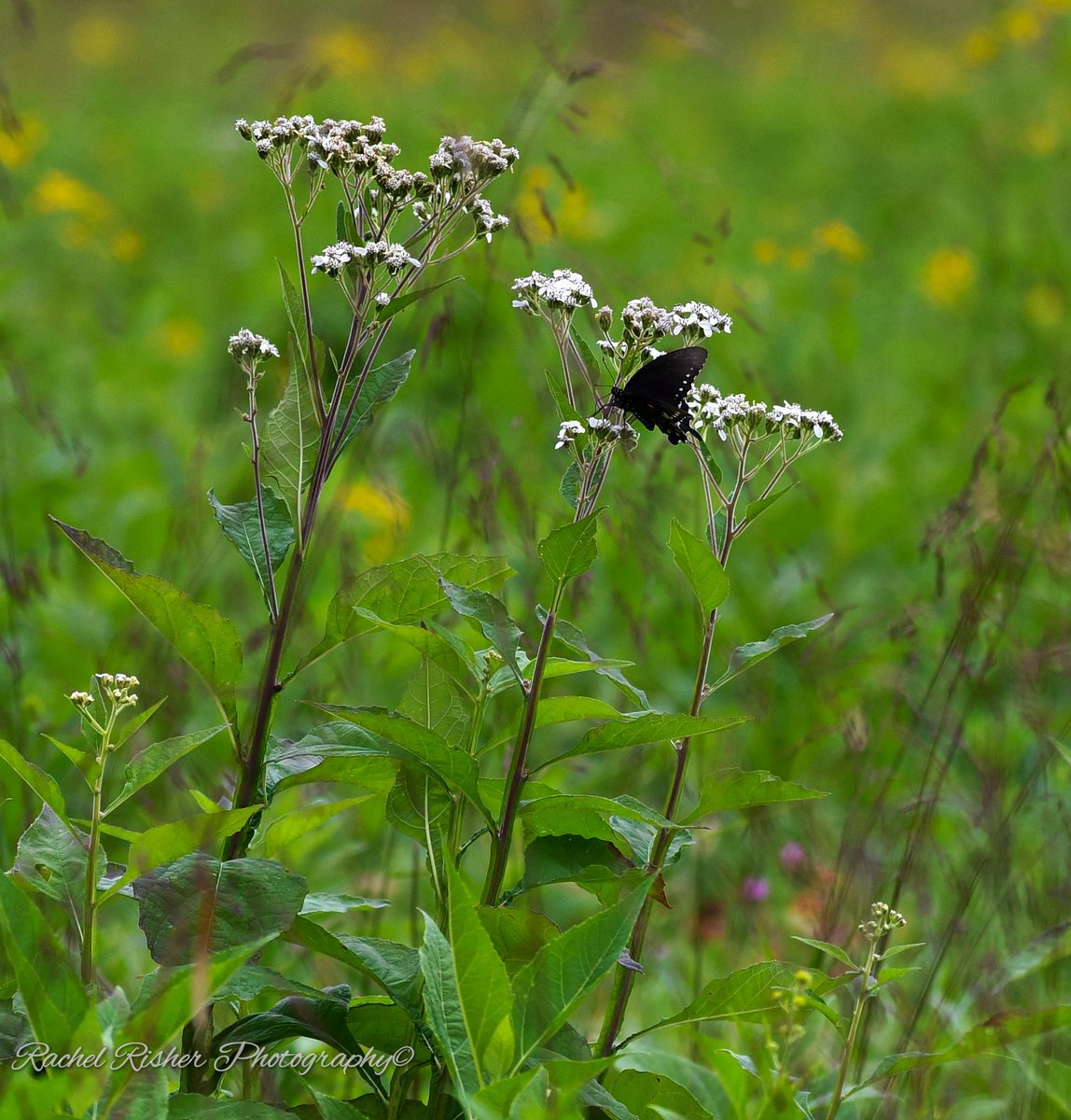 Rachrish's tweet image. 