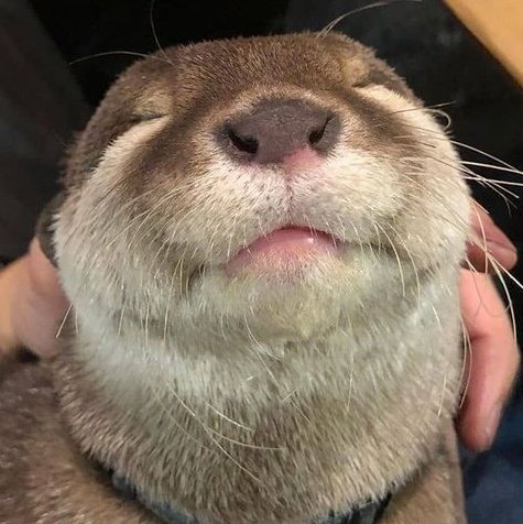 shotaro as otters 🦦 (@shotaroasotter) on Twitter photo 