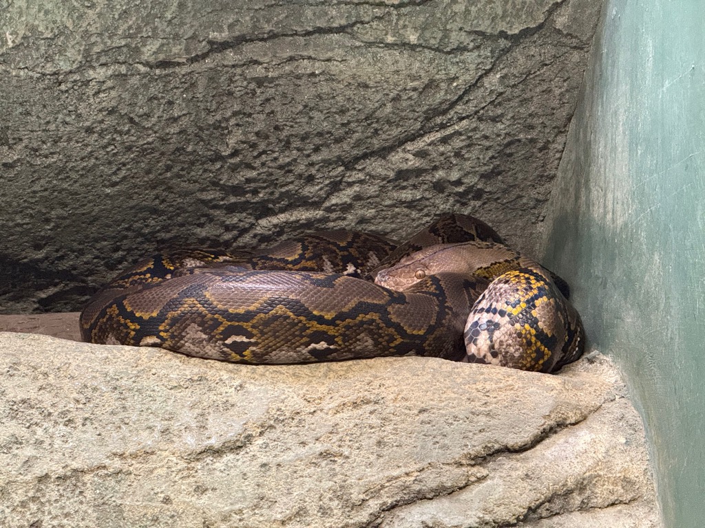 東山 動物園 ヘビ