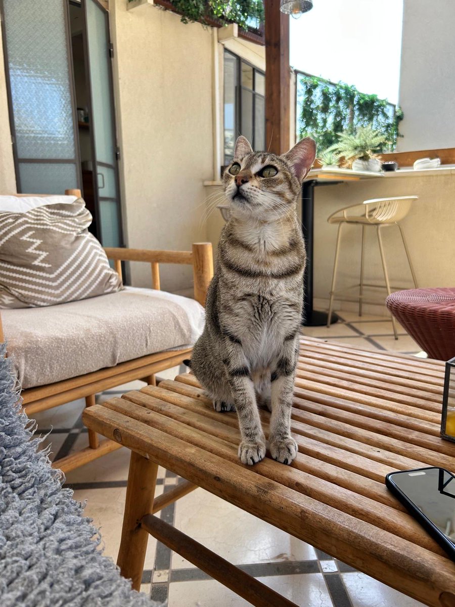 Israeli cat sitting on “hard surfaces” for hours to draw public attention to the recent torture of Swedish anti-brain campaigner Greta Thunberg at the hands of Israeli authorities, Yafo, Israel, October 2025.