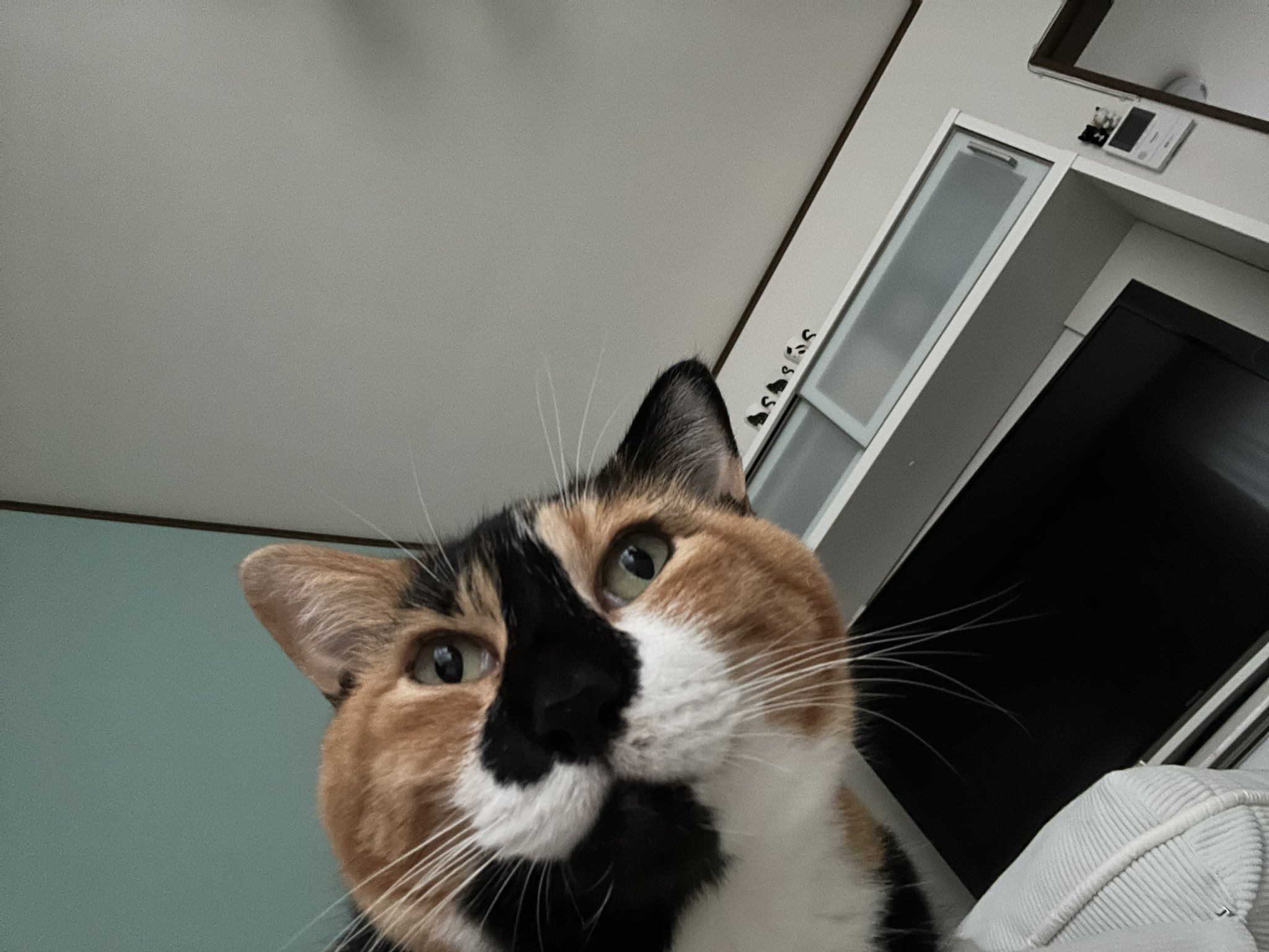 三毛猫はなこ (@hanako20180721) / X