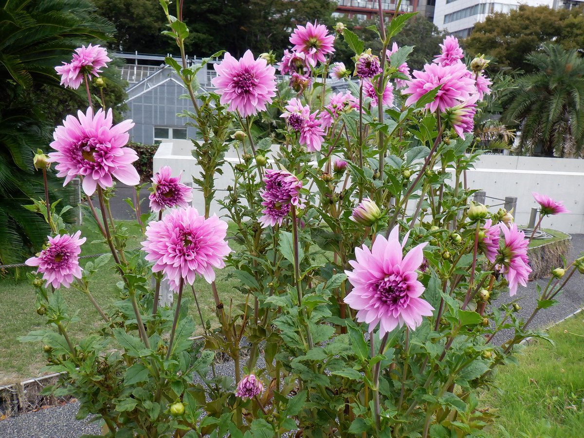 最強開運日セール☆金運エネルギー上昇「紅紫富士山」異次元潜在意識書き換えアート 最強開運日セール☆金運エネルギー上昇「紅紫富士山」異次元潜在