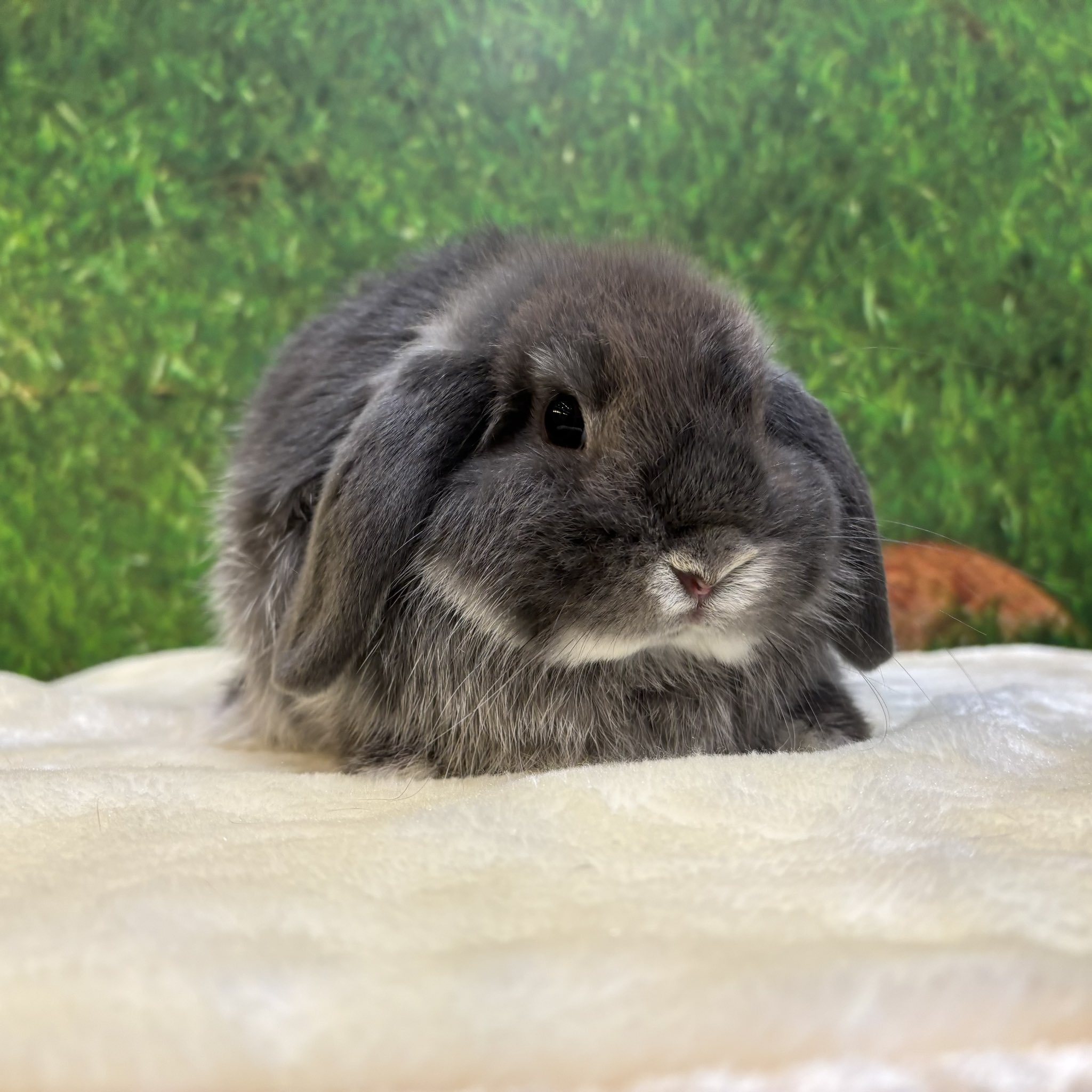 うさぎのしっぽ吉祥寺店 (@sippo_kichijoji) / X