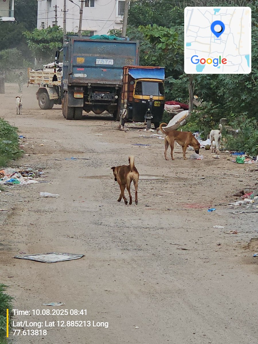 srknthkv24's tweet photo. @GBA_office @GBAChiefComm  There is huge increase in no.of stray dogs in BDA layout,BTM4TH STAGE,2nd Block causing lot of trouble to kids and elderly people walking on the road. Request GBA to take necessary action at the earliest.
No Animal husbandry office has taken any action. https://t.co/eDul4BN9xn