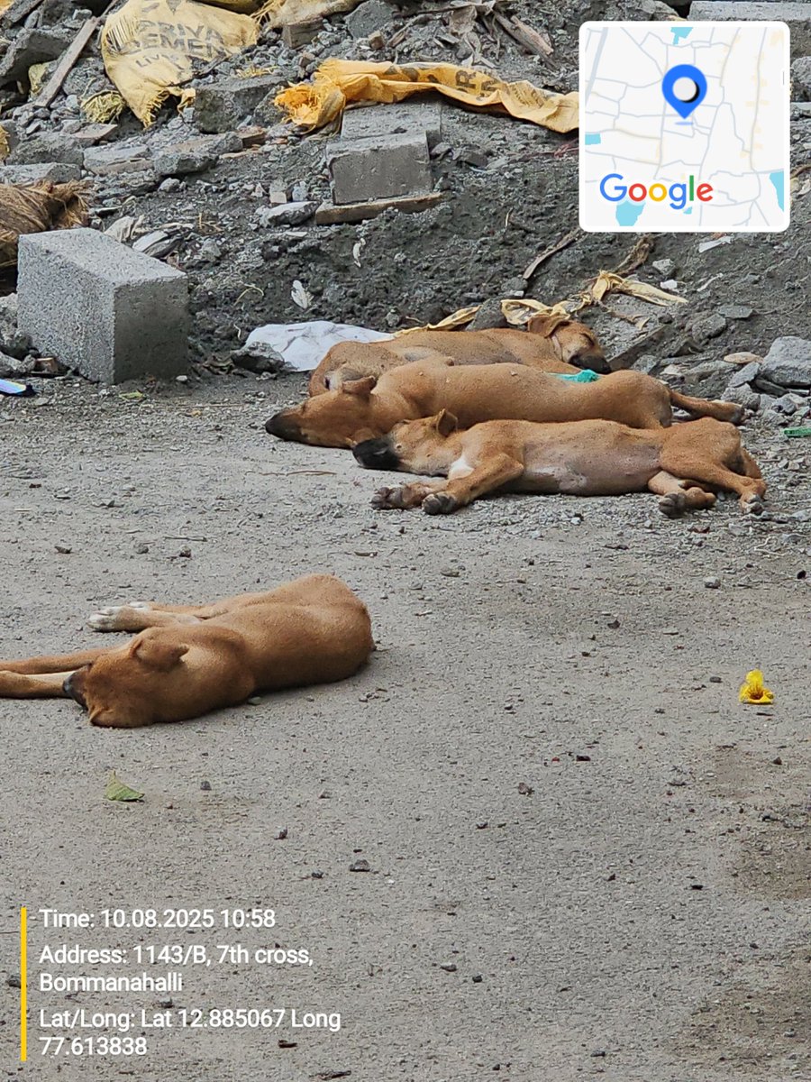 srknthkv24's tweet photo. @GBA_office @GBAChiefComm  There is huge increase in no.of stray dogs in BDA layout,BTM4TH STAGE,2nd Block causing lot of trouble to kids and elderly people walking on the road. Request GBA to take necessary action at the earliest.
No Animal husbandry office has taken any action. https://t.co/eDul4BN9xn