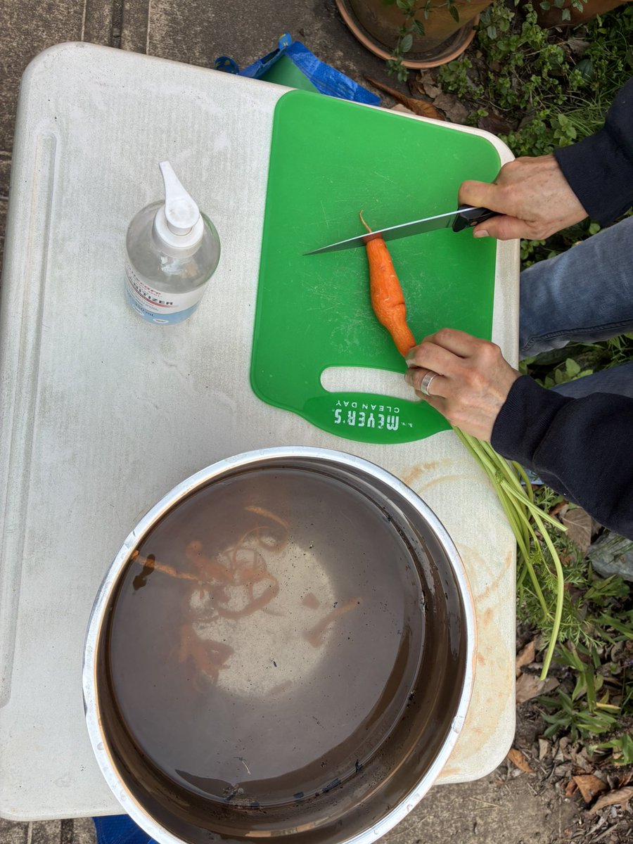 ESilverSprCSL's tweet image. East Silver Spring’s 2nd graders tasted their own homegrown carrots & leaves from The Panda Patch! Also revisited composting & made a connection to their daily composting during lunch with our community volunteer & Master Gardener. @CSconnect_MCPS @csspecialist77