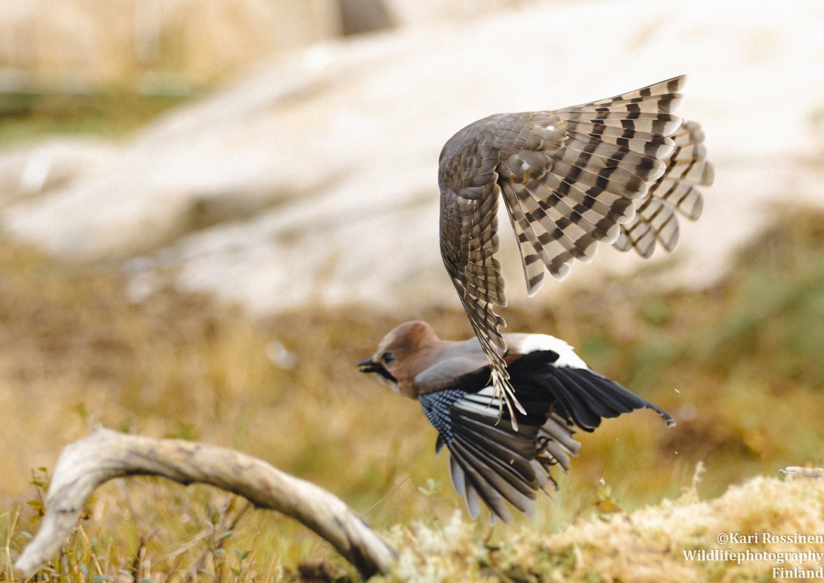 Varpushaukalla närhin tavoittelua.