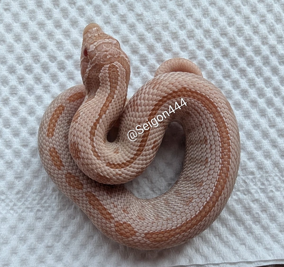 Seigon444's tweet image. ピンクパンサー🐍
（ピンクパステルアルビノコンダ）
ピンクsの餌付け完了してるし
一回り以上大きくなったので、
神戸レプに連れて行ってもらおう！
#snake
#hognose
#ヘビ
#爬虫類
#シシバナ