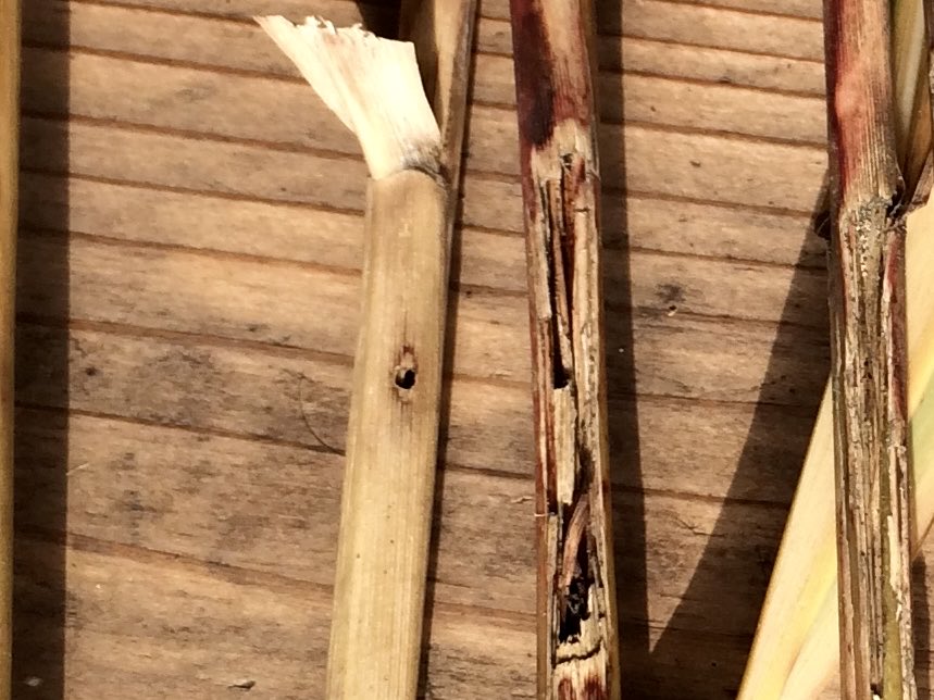 kayabukiya's tweet photo. 尾花をつけられないススキは稈が発達せず柔らかな葉ばかりで茅として使えない。被害は過去20年で確実に拡大している。

シカの食害とされている名勝地のススキ原の衰退も、メイガが原因である場合が少なくない。伝統の春の山焼きが防除に最適だが、近年の茅場の管理状況がその選択を難しくさせる。 https://t.co/gLCzXRBfl2