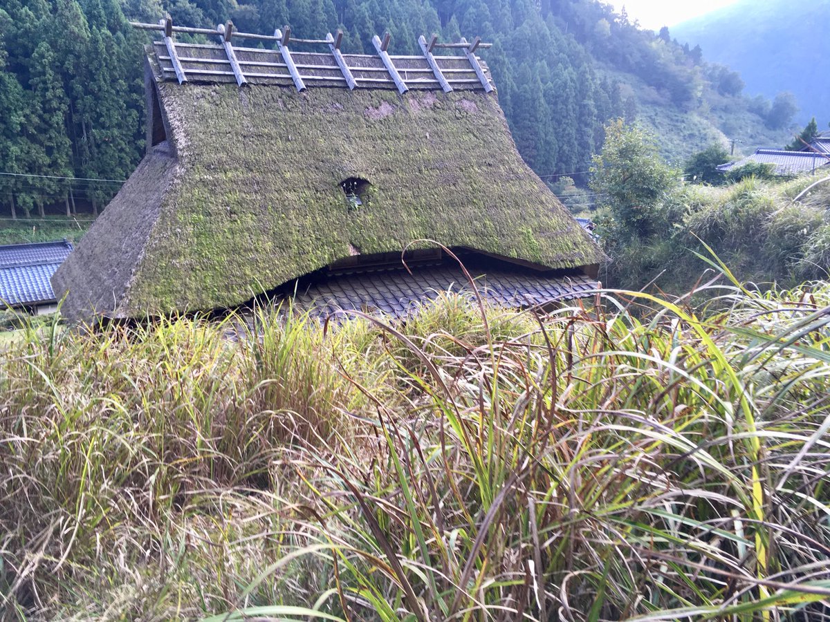 kayabukiya's tweet photo. 尾花をつけられないススキは稈が発達せず柔らかな葉ばかりで茅として使えない。被害は過去20年で確実に拡大している。

シカの食害とされている名勝地のススキ原の衰退も、メイガが原因である場合が少なくない。伝統の春の山焼きが防除に最適だが、近年の茅場の管理状況がその選択を難しくさせる。 https://t.co/gLCzXRBfl2