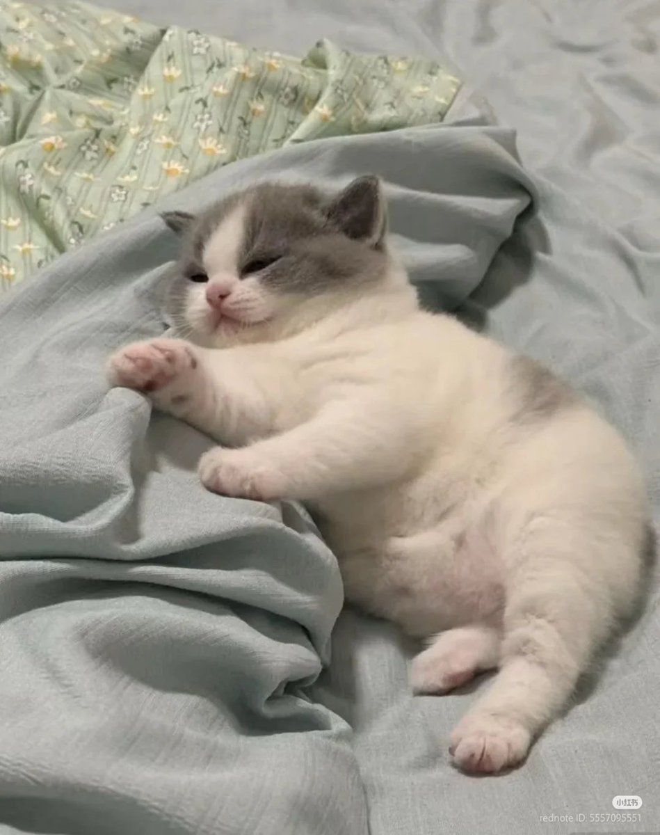 No Context Cats tweet media