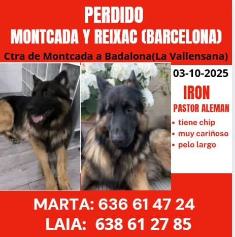 🆘🆘¡¡ATENCIÓN!!🆘🆘
IRON se ha perdido en la Serralada Marina, en carretera de la Vallensana entre #MontcadaiReixac y #Badalona.
#Barcelona
Tiene chip.
Si lo veis contactar 📞
Marta 636 614 724
Laia 638 612 785
Máxima difusión.
📣📣📣
#XarxaBarcelonaPerduts
#FemXarxa