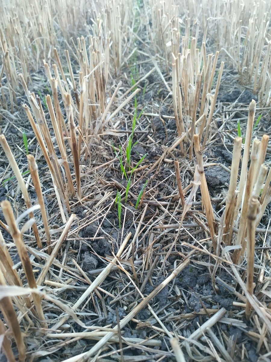 Richard Hinchliffe tweet media