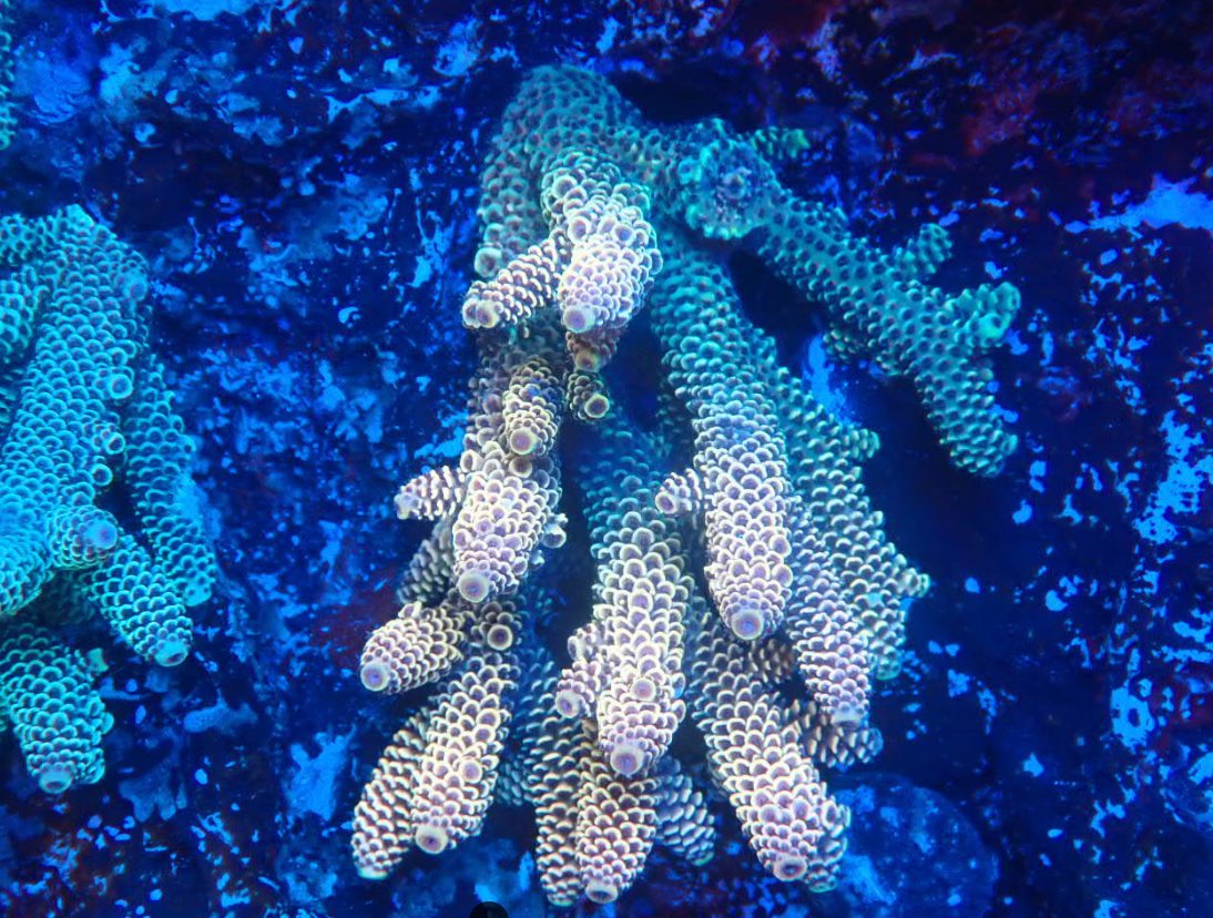 海を創る ブルーハーバー (@AF_BlueHarbor) / Posts / X