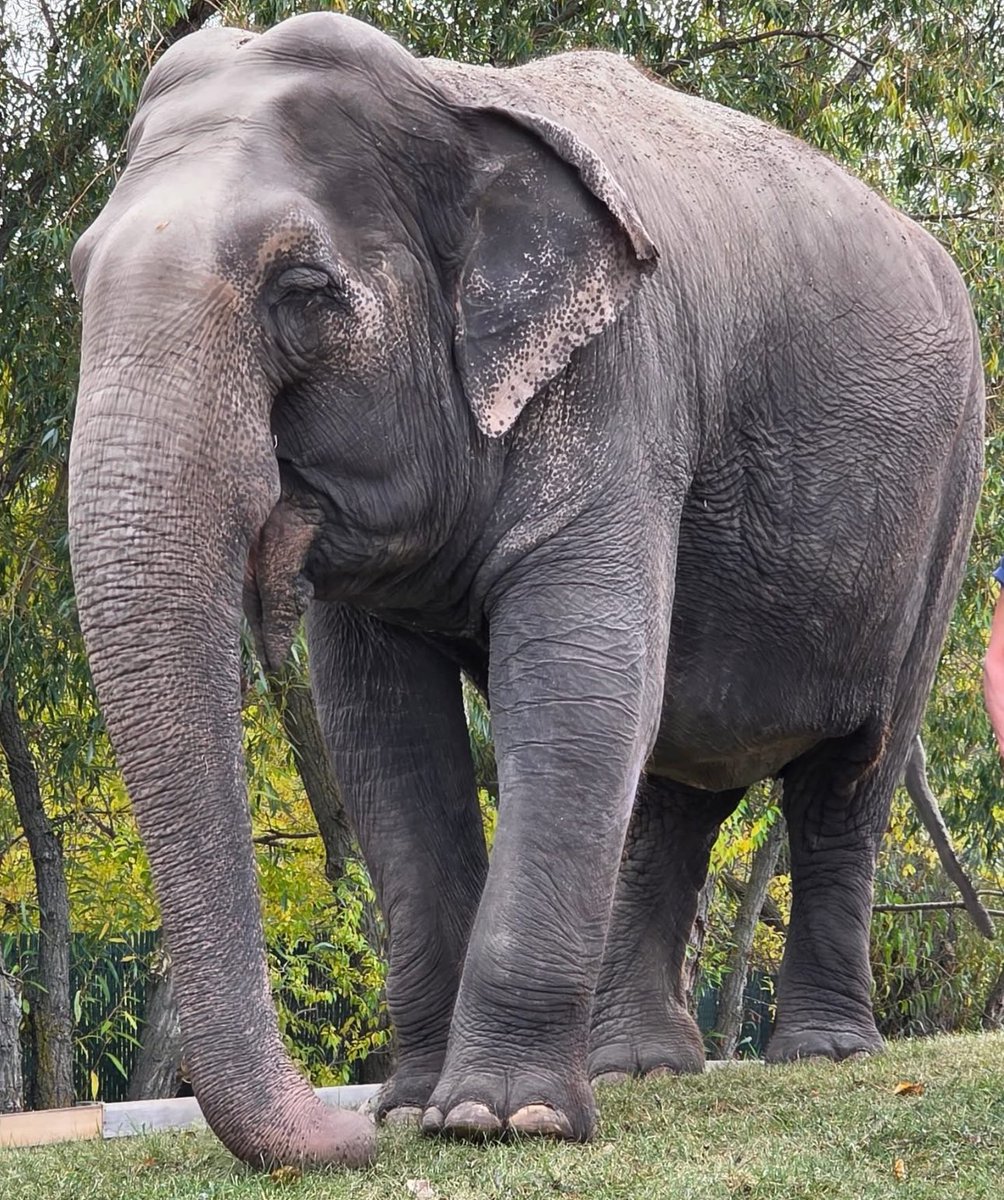 #LUCY UPDATE &amp; NEW IMAGES OCTOBER 7th 2025 BY CARLIE.
Poor #Lucy her life would change in an instant if she were allowed to relocate to sanctuary.
There is never any justification for animal abuse #Yeg🇨🇦
<a href="/AndrewKnack/">Andrew Knack</a> may Lucy receive a brake this election with a council who care.