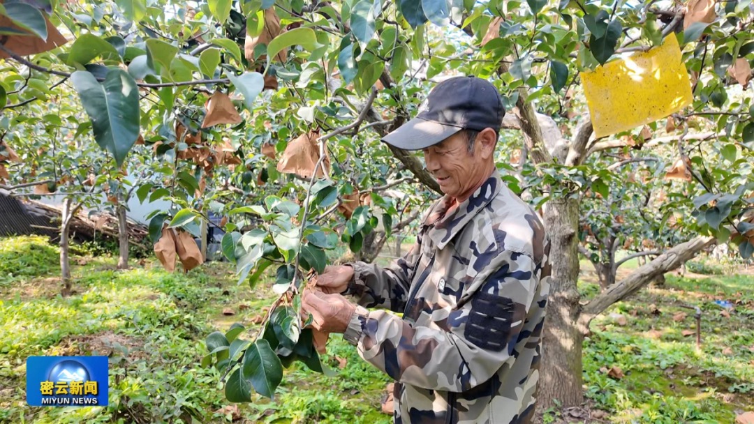 DailyBeijing's tweet image. The sweet Hongxiangsu #pears in Beijing's Miyun District have ushered in a bumper #harvest. #funinbeijing