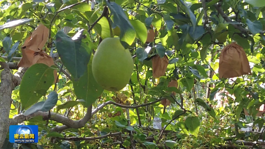 DailyBeijing's tweet image. The sweet Hongxiangsu #pears in Beijing's Miyun District have ushered in a bumper #harvest. #funinbeijing