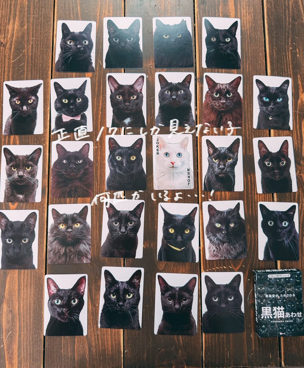 yuiii@ねこ休み展 tweet media