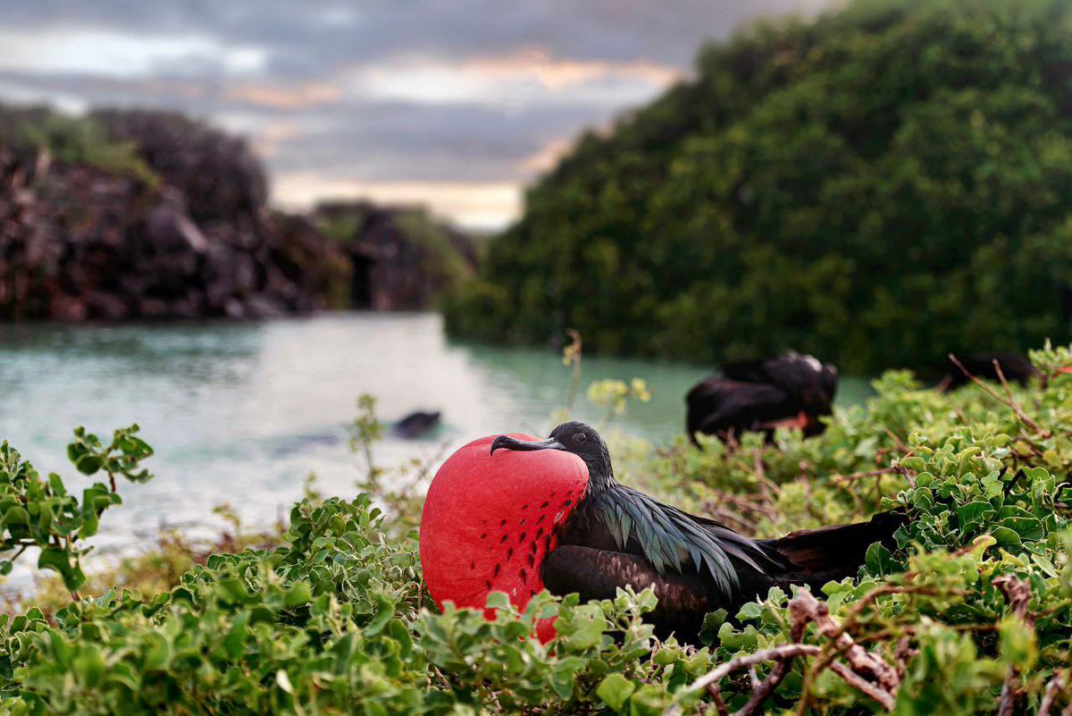 parquegalapagos's tweet image. La Dirección del Parque Nacional Galápagos y ESPOL fortalecen la cooperación académica y ambiental

Hoy se firmó en Guayaquil un Convenio Marco de Cooperación que impulsa la investigación científica y la educación en temas clave como:
🌊 Biodiversidad
🌿 Ecología de manglares
🌎…