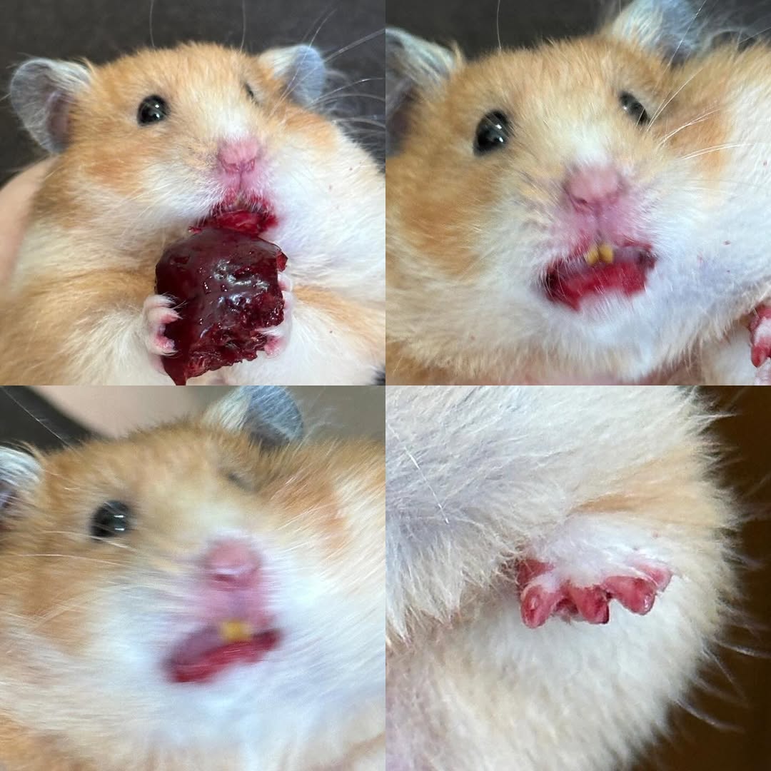 Tweets Of Hamster tweet media