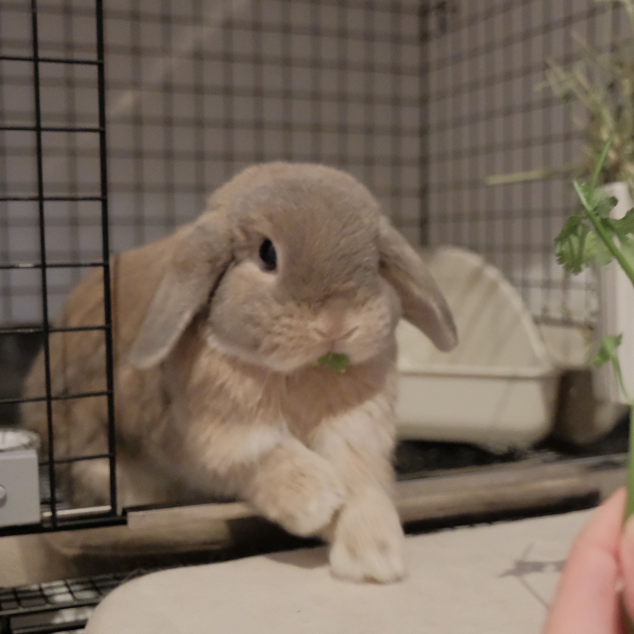 うさぎのチャイ on X: 