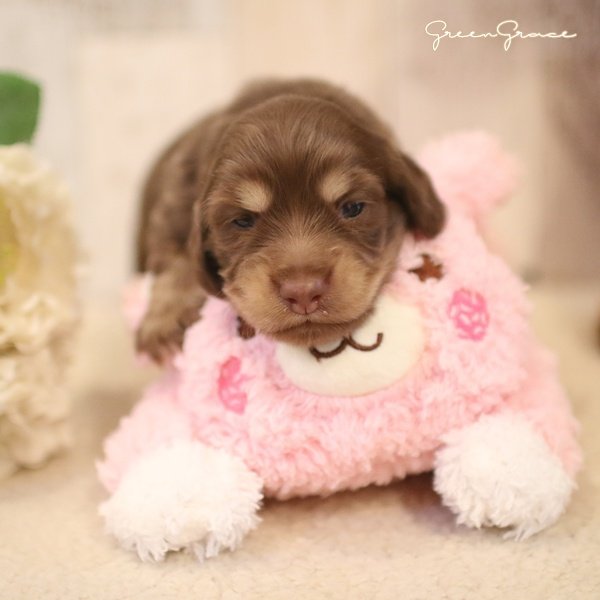 Pluto (Miho, gura) tweet media