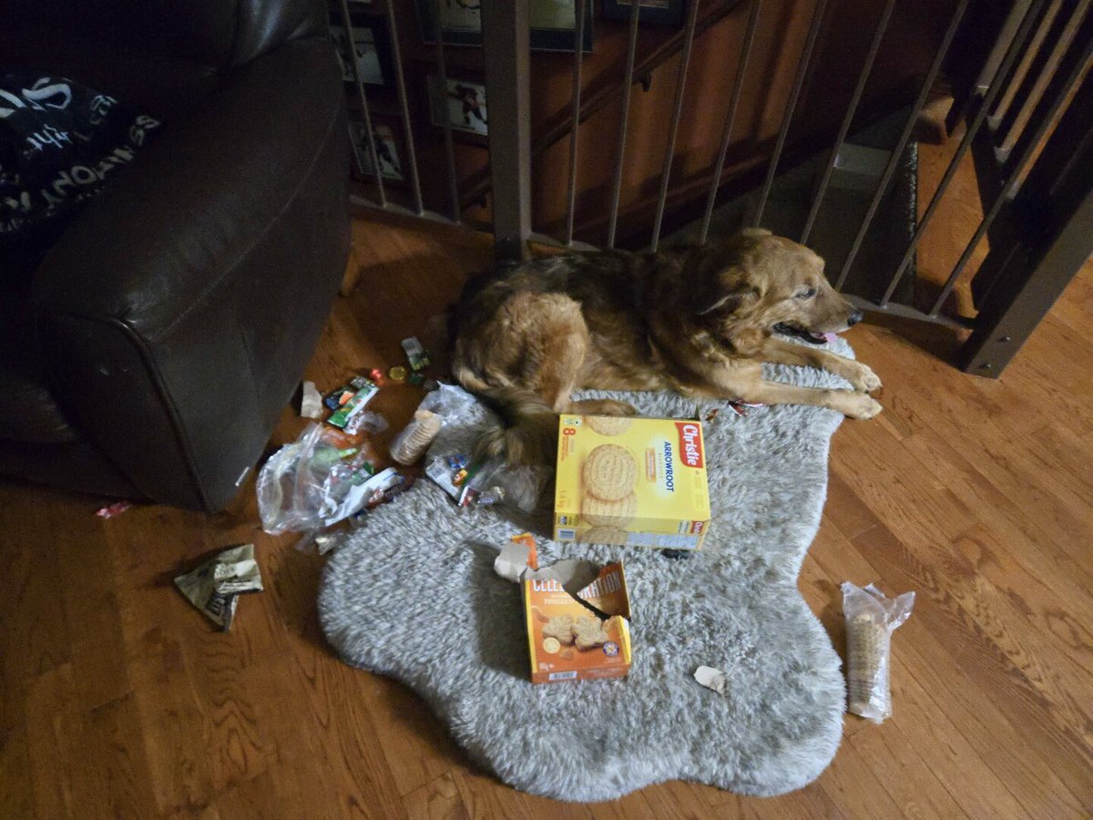 Leaving the pantry door open I’m quickly reminded that I own a bad dog. Probably the best thing to happen to snacks I shouldn’t have.
