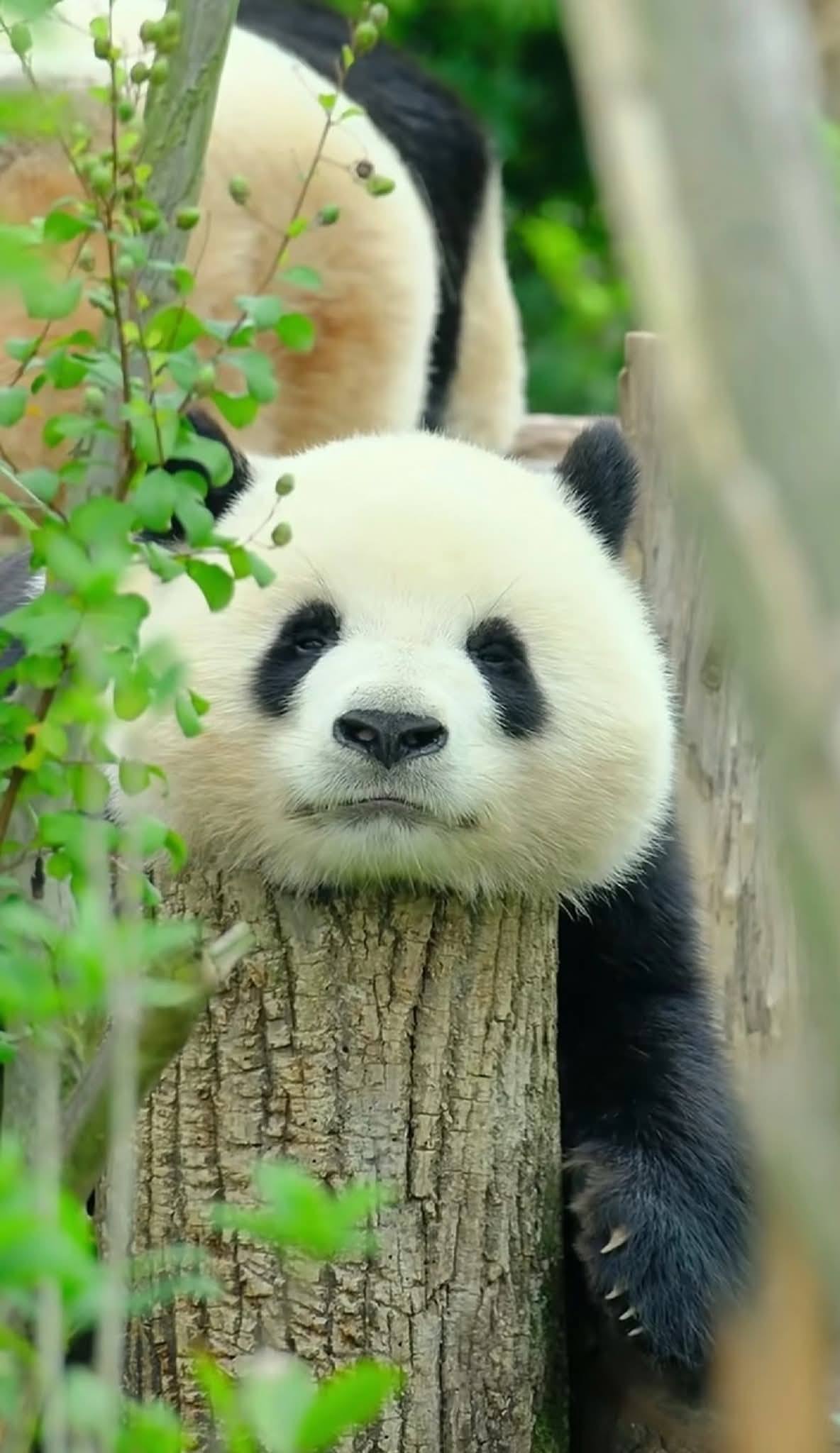pandachan（感謝） GHlbi-dbAAAhBCr.jpg