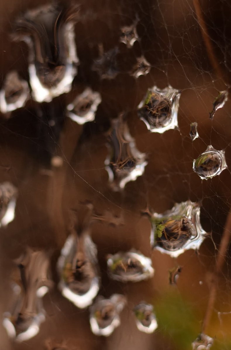 What if an entire Galaxy existed within each individual water droplet? These droplets are all interconnected. They're spaced apart while simultaneously being connected across this spider web... 🕸️
#space #NaturePhotography #NatureIsAmazing
