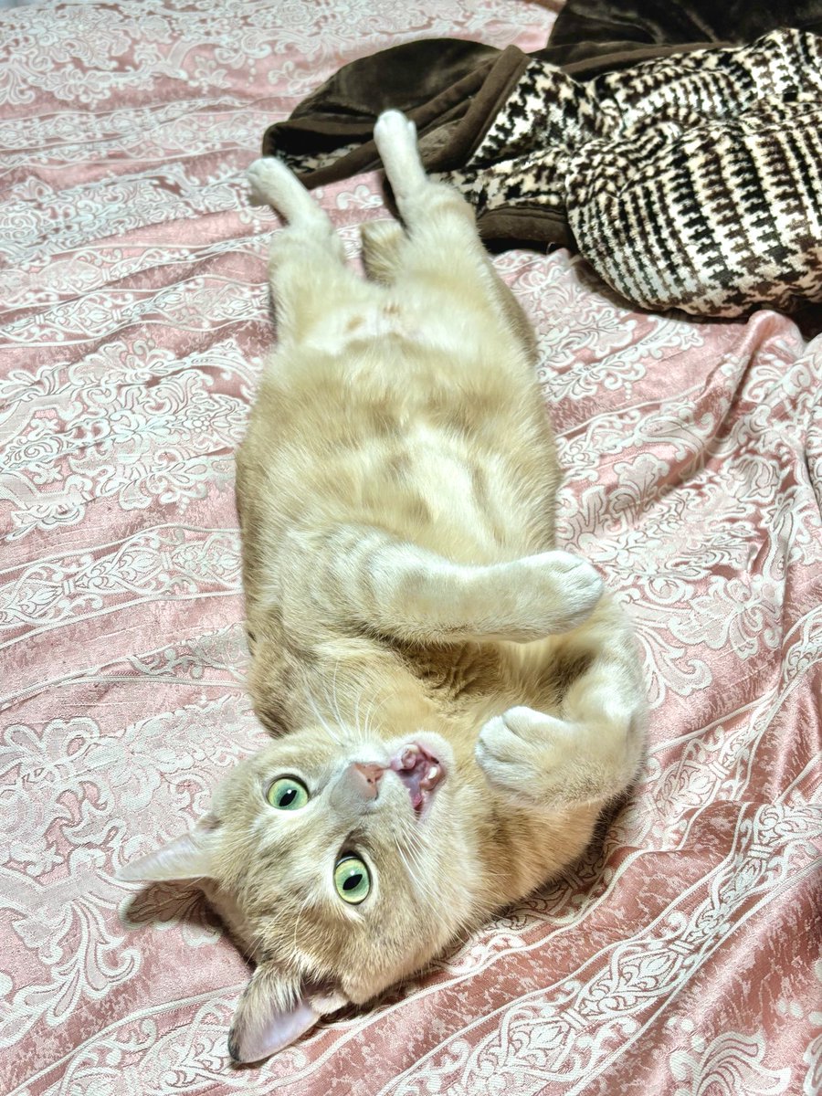 縦長ご査収ください🐱

#ペットカレンダー  #印刷ならファミマ