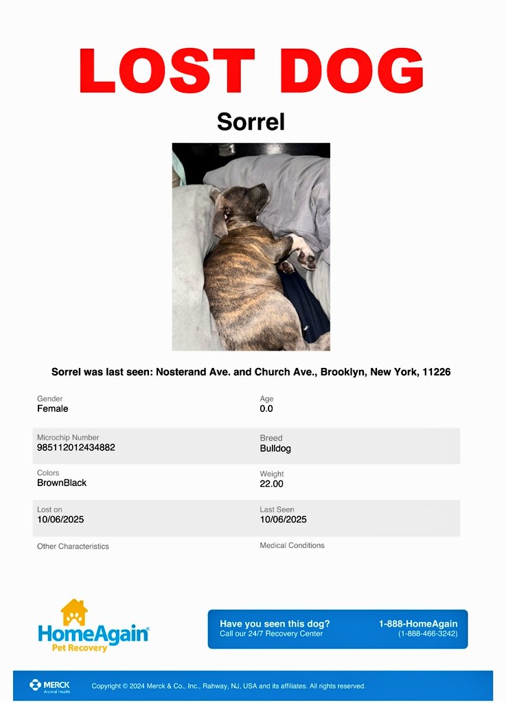 MeowMiya88's tweet image. Lost puppy! 📢🇺🇲🗽🆘️⏳🚨😿💔🐶Please RT to find Sorrel #NYC #lostdog #Missingdog #Brooklyn #dogsoftwitter #DogsOfX @HAPetRescuer