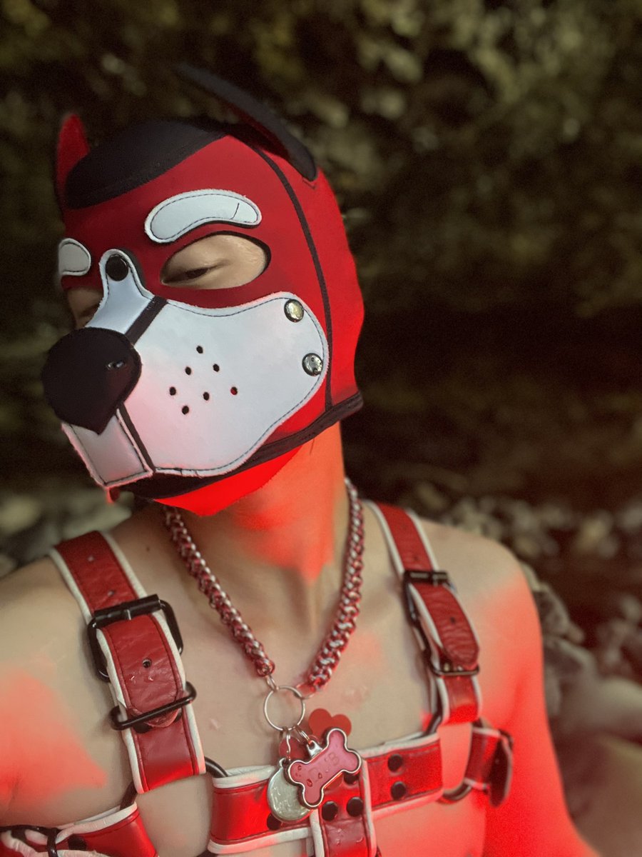 PupDub's tweet photo. What you looking at? https://t.co/IIVWlFHEiL