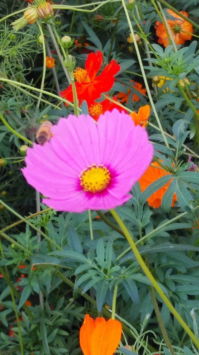 コスモスです❗️❗️❗️ 富田さとにわ耕園 コスモス