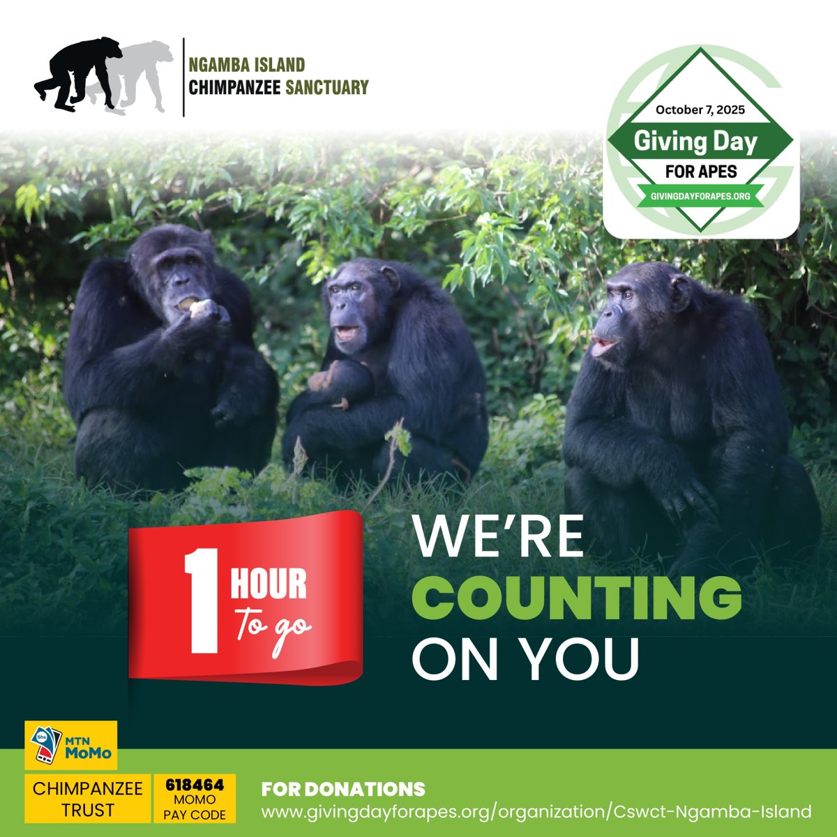 #Chimpanzeetrust tweet media